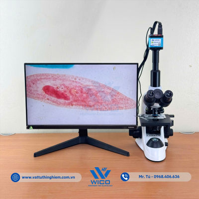 vttn-vuong-icc-1014-trung-co (2).jpg